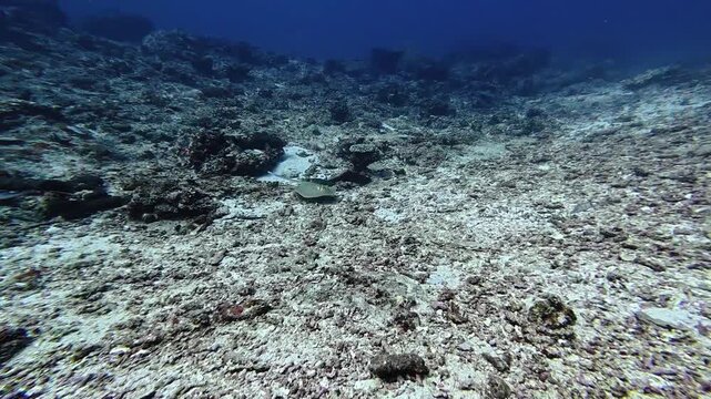 Blue-spotted stingray glides across sandy ocean floor, its vibrant patterns blending beautifully with seafloor. Unique marine life and natural camouflage in a tropical environment.