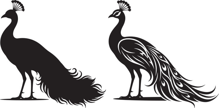Set of two elegant peacock silhouettes on white background with silhouette feathers wildlife illustration ornamental decorative