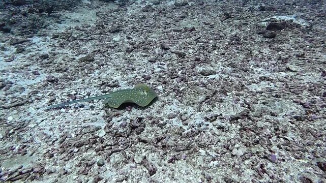 Blue-spotted stingray glides across sandy ocean floor, its vibrant patterns blending beautifully with seafloor. Unique marine life and natural camouflage in a tropical environment.