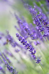Obraz premium Closeup delicate purple-lilac blooms of lavender plant ,selected focus. Nature, summer , lavender flowering beauty of nature.