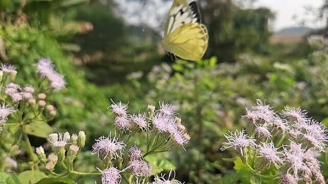 Slow-motion macro footage of Common Gull Butterfly collecting nectar from delicate white wildflowers in its natural habitat. Pollination behavior, graceful wing movements