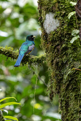 Fototapeta premium Graceful black-throated trogon