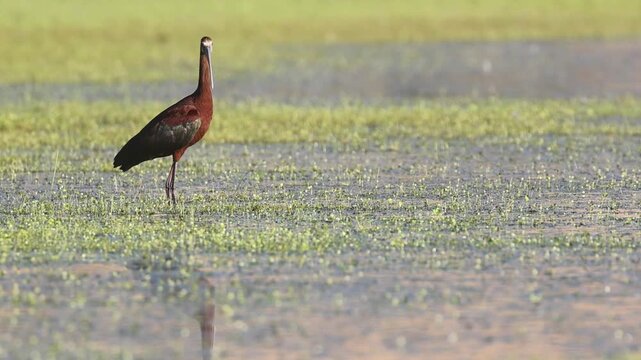 A white-faced ibis (Plegadis chihi) stands in shallow marshland, turning its head and showing the white facial border at Shugru Reservoir, Lassen County, California.