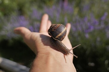 Human hand holding snail connecting with nature outdoor © Lovec1
