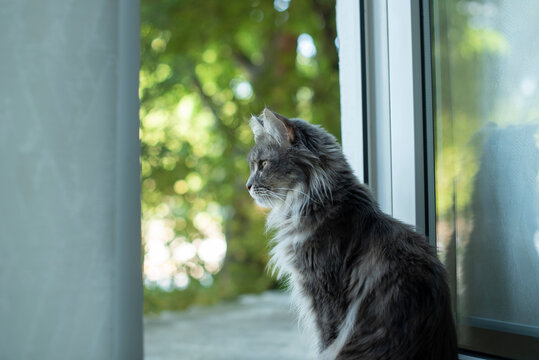 A gray Maine Coon cat sits by a window, gazing outside. The background features green foliage, creating a serene atmosphere.