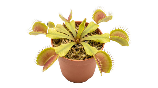 Venus flytrap carnivorous plant in pot, insectivorous flora, exotic plant, feeding mechanism, jaws, green leaves, unique nature, botanical, isolated on transparent background.