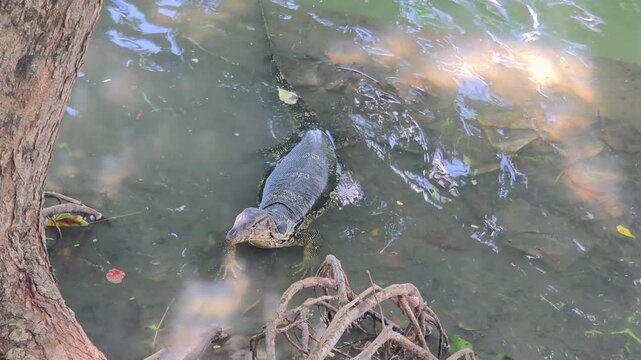 Water Monitor Lizard Resting in Shallow Water Near the Bank