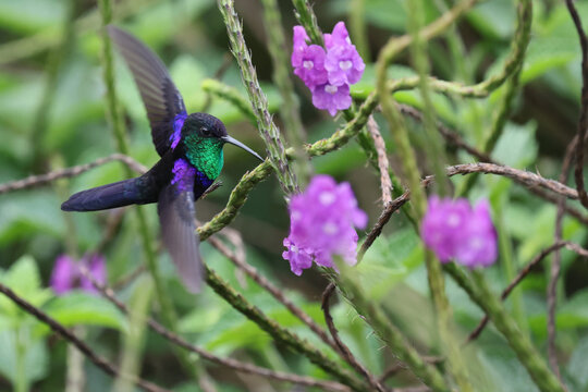 Crowned woodnymph flaring colors