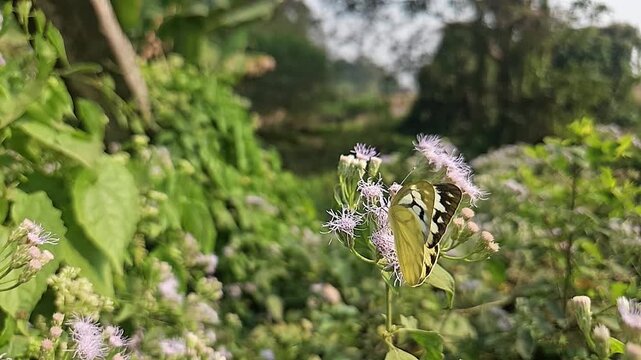Common Gull butterfly Feeding on White Wildflowers, Butterfly Pollination, Macro Wildlife Close Up, Butterfly in Nature, Tropical Garden, Slow Motion Cinematic Stock Video