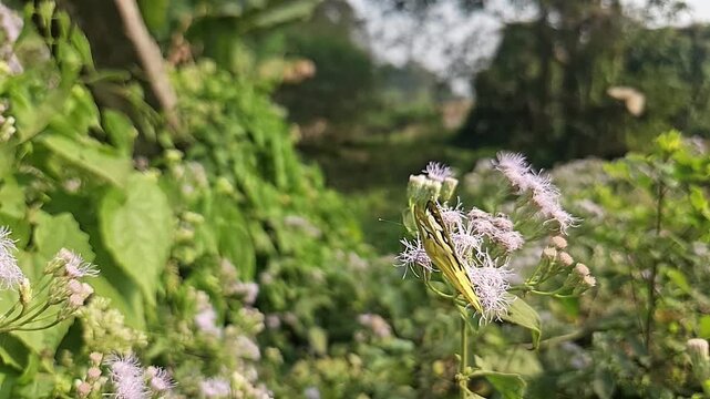 Common Gull butterfly Feeding on White Wildflowers, Butterfly Pollination, Macro Wildlife Close Up, Butterfly in Nature, Tropical Garden, Slow Motion Cinematic Stock Video