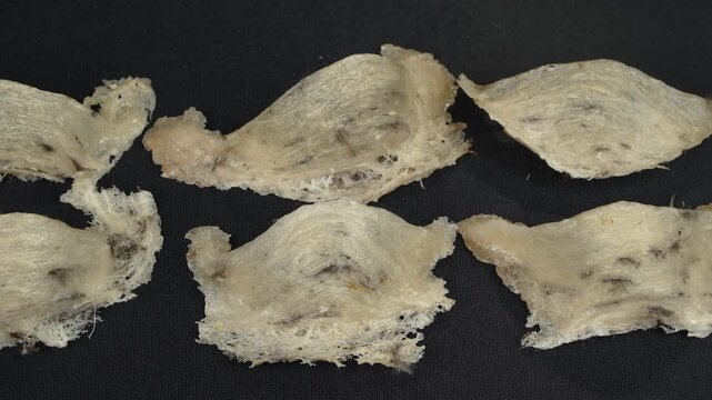 Panning shot of multiple premium raw edible bird's nests on black.