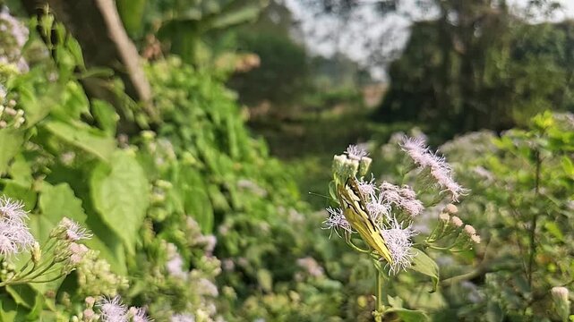 Common Gull butterfly Feeding on White Wildflowers, Butterfly Pollination, Macro Wildlife Close Up, Butterfly in Nature, Tropical Garden, Slow Motion Cinematic Stock Video