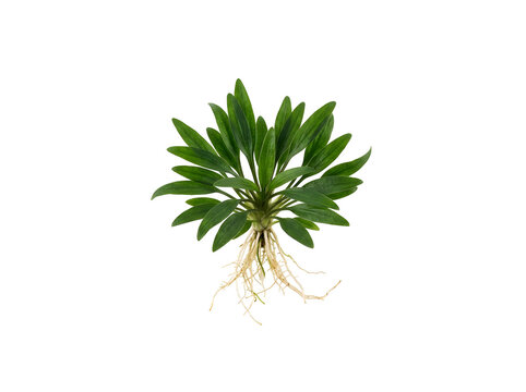 Cryptocoryne parva plant with exposed roots green leaves for commercial use, isolated on transparent background
