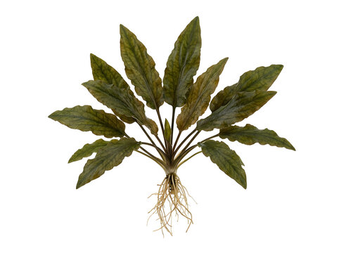 Cryptocoryne wendtii plant with visible roots for freshwater aquarium, isolated on transparent background