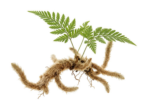 Davallia fejeensis rhizome growing green fronds, isolated on transparent background