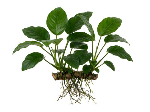 Java fern aquatic plant with rich green leaves and exposed roots, isolated on transparent background