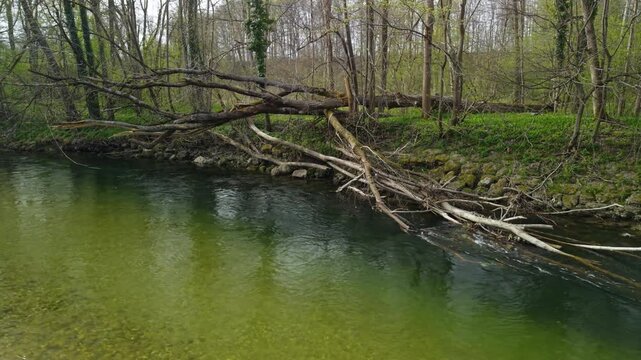 Aerial view of a fallen tree in Ager river near Attnang Puchheim, Austria