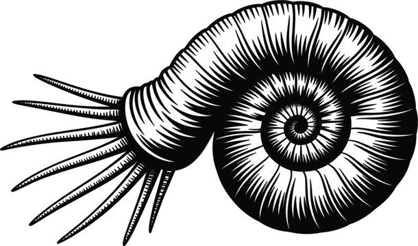 Vintage engraved ammonite fossil shell spiral marine cephalopod illustration, prehistoric paleontology black and white vector artwork design