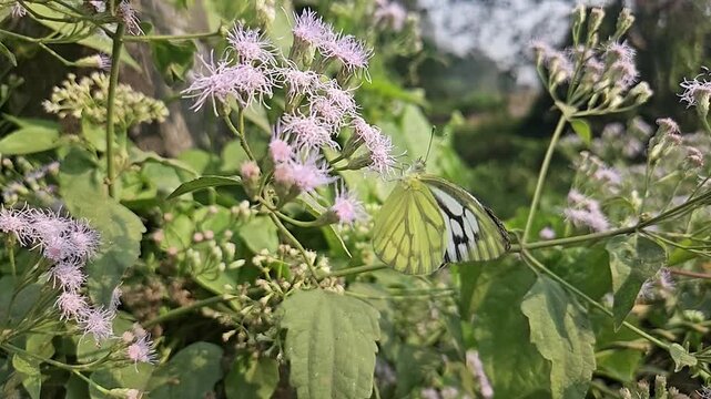 Common Gull butterfly Feeding on White Wildflowers, Butterfly Pollination, Macro Wildlife Close Up, Butterfly in Nature, Tropical Garden, Slow Motion Cinematic Stock Video