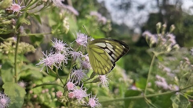 Common Gull butterfly Feeding on White Wildflowers, Butterfly Pollination, Macro Wildlife Close Up, Butterfly in Nature, Tropical Garden, Slow Motion Cinematic Stock Video