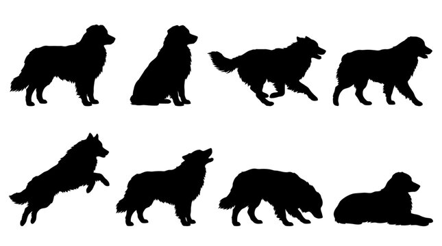Minimalist border collie dog silhouettes in various action poses including running, jumping, and sitting; ideal for pet logo designs and animal training icons. isolated on white background PNG