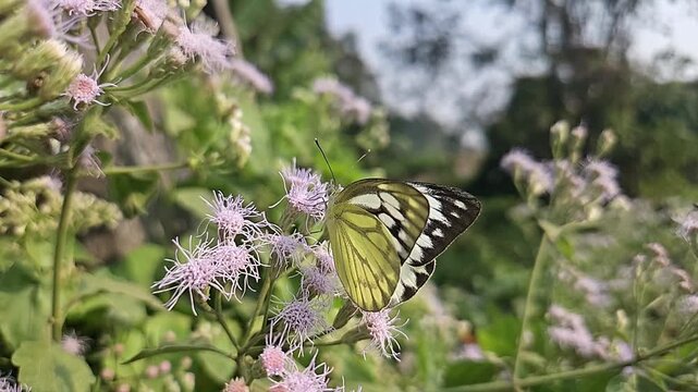 Common Gull butterfly Feeding on White Wildflowers, Butterfly Pollination, Macro Wildlife Close Up, Butterfly in Nature, Tropical Garden, Slow Motion Cinematic Stock Video