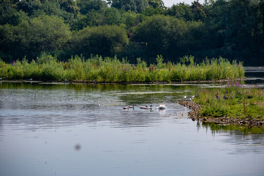 Scenic Waterland Habitat Landscape at Skylarks Nature Reserve in Nottingham, UK