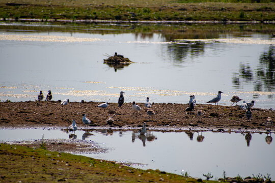 Scenic Waterland Habitat Landscape at Skylarks Nature Reserve in Nottingham, UK