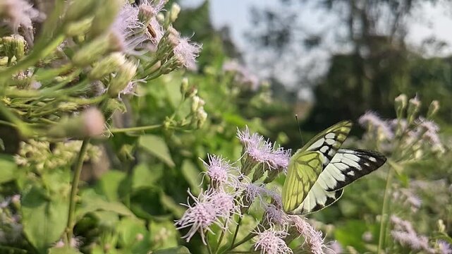 Common Gull butterfly Feeding on White Wildflowers, Butterfly Pollination, Macro Wildlife Close Up, Butterfly in Nature, Tropical Garden, Slow Motion Cinematic Stock Video