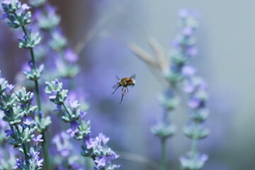 Bombilius. In the lavender bush © Daniel