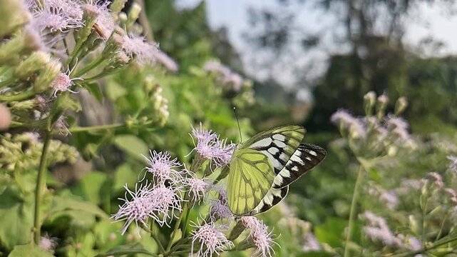Common Gull butterfly Feeding on White Wildflowers, Butterfly Pollination, Macro Wildlife Close Up, Butterfly in Nature, Tropical Garden, Slow Motion Cinematic Stock Video