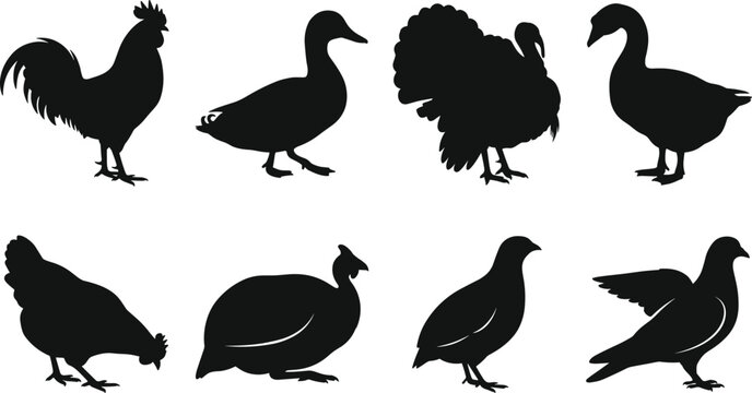 Vector silhouettes collection of farm poultry birds including rooster duck turkey goose hen and pigeon