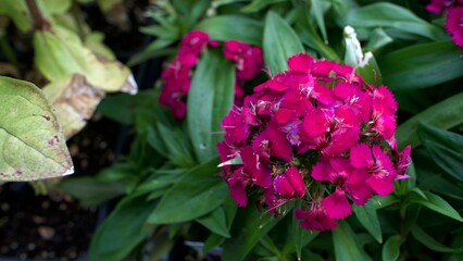 Fototapeta premium A Dense Splash of Vivid Magenta in the Flower Bed: The Showstopping Radiance of Fresh Sweet William Blossoms Awakening Within a Flourishing Bed of Deep Green Canopy Leaves