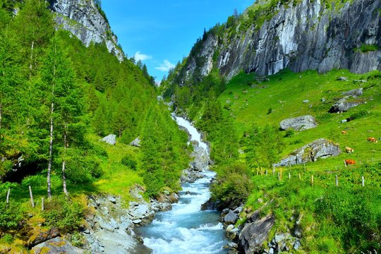 Isel stream flowing from a waterfall to alpine pasture with larch trees in Umbaltal High Tauern, Tyrol, Austria