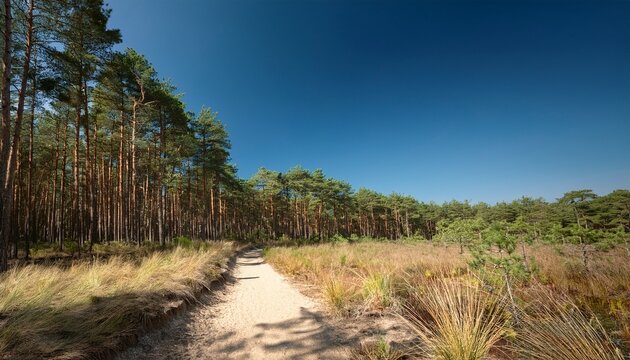 A Tranquil Photograph Capturing The Edge Of A Mature Pine Forest Where A Sandy Path Curves Gently Away Under A Bright Clear Blue Sky Ideal For Nature And Landscape Use