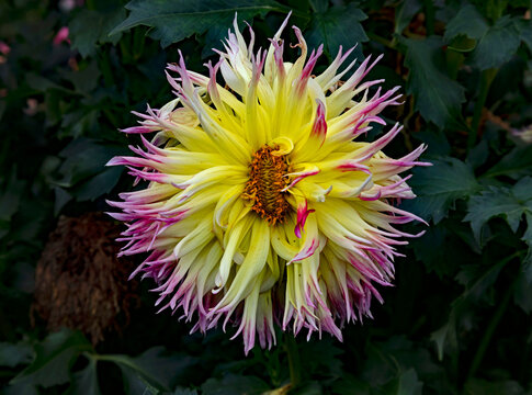 View of dahlia in the garden. Variety - Lindsay Michelle