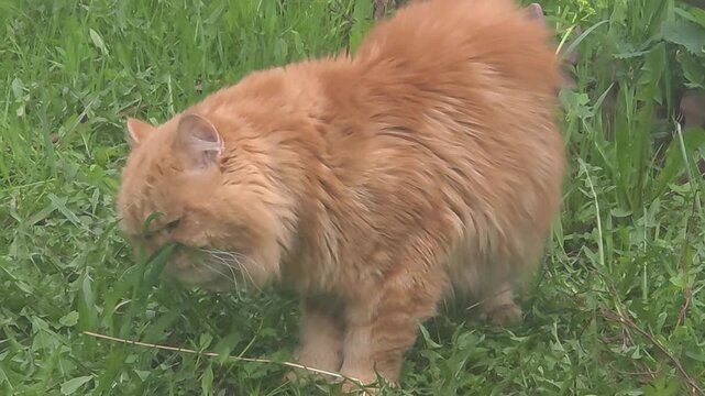 Orange cat explores green grass area in a garden during sunny day in spring