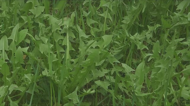 dandelion green plants growing in a field during warm weather in spring