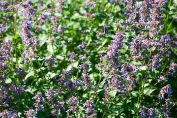 Obraz premium Joyful bees dance among vibrant purple blooms in sunny garden