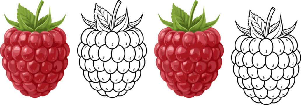Vector illustration of four raspberries with red color and black and white outlines isolated on a white background design.