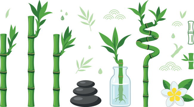Green bamboo plant collection with curly branches glass vase volcanic massage rocks and tropical plumeria blossom for spa wellness and feng shui design