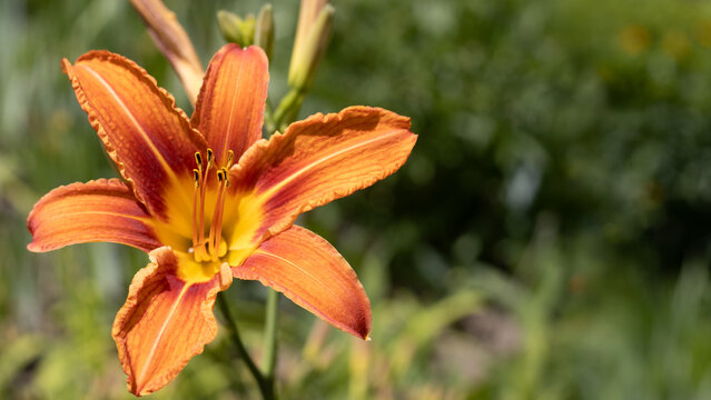 A bright orange flower is blooming in a garden. It stands tall among green leaves and plants. The scene shows a sunny spring day with clear weather.