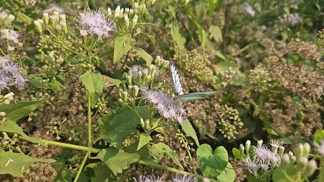 Common Gull butterfly Feeding on White Wildflowers, Butterfly Pollination, Macro Wildlife Close Up, Butterfly in Nature, Tropical Garden, Slow Motion Cinematic Stock Video