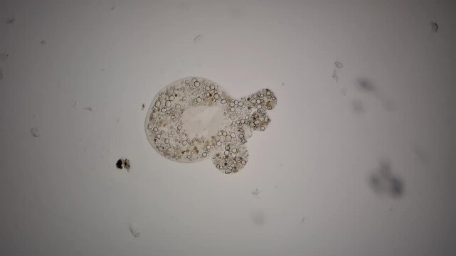Microscopic view of a testate amoeba with a ruptured test 
