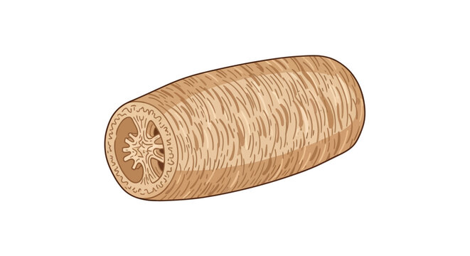 Cross Section of Long Bone Showing Haversian System and Marrow Cavity