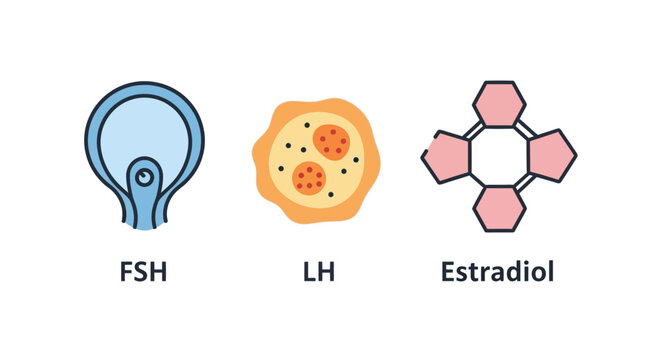 FSH LH Estradiol Hormones: Ovulation, Fertilization, Reproduction Science Icons