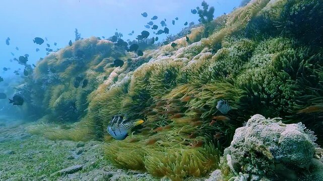 Valentin&rsquo;s pufferfish, saddle toby - Canthigaster valentini - swims before a vast garden of sea anemones on a tropical coral reef in the Timor Sea.