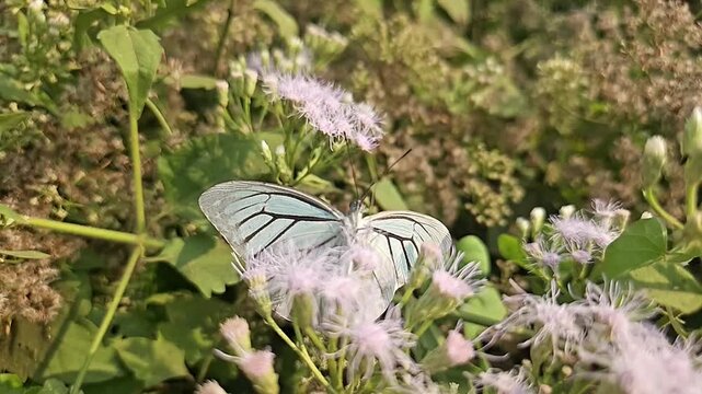 Common Gull butterfly Feeding on White Wildflowers, Butterfly Pollination, Macro Wildlife Close Up, Butterfly in Nature, Tropical Garden, Slow Motion Cinematic Stock Video
