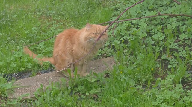 Cat plays with a stick in a grassy yard during a sunny afternoon