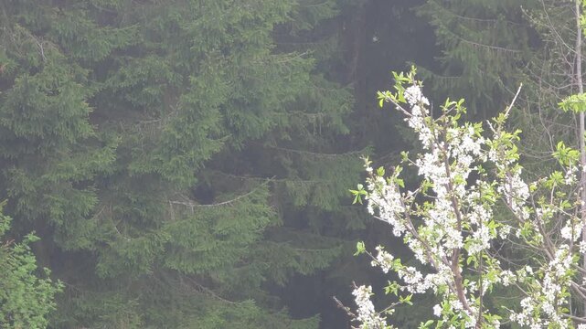 Flowering tree stands beside dense green forest on a sunny day in spring